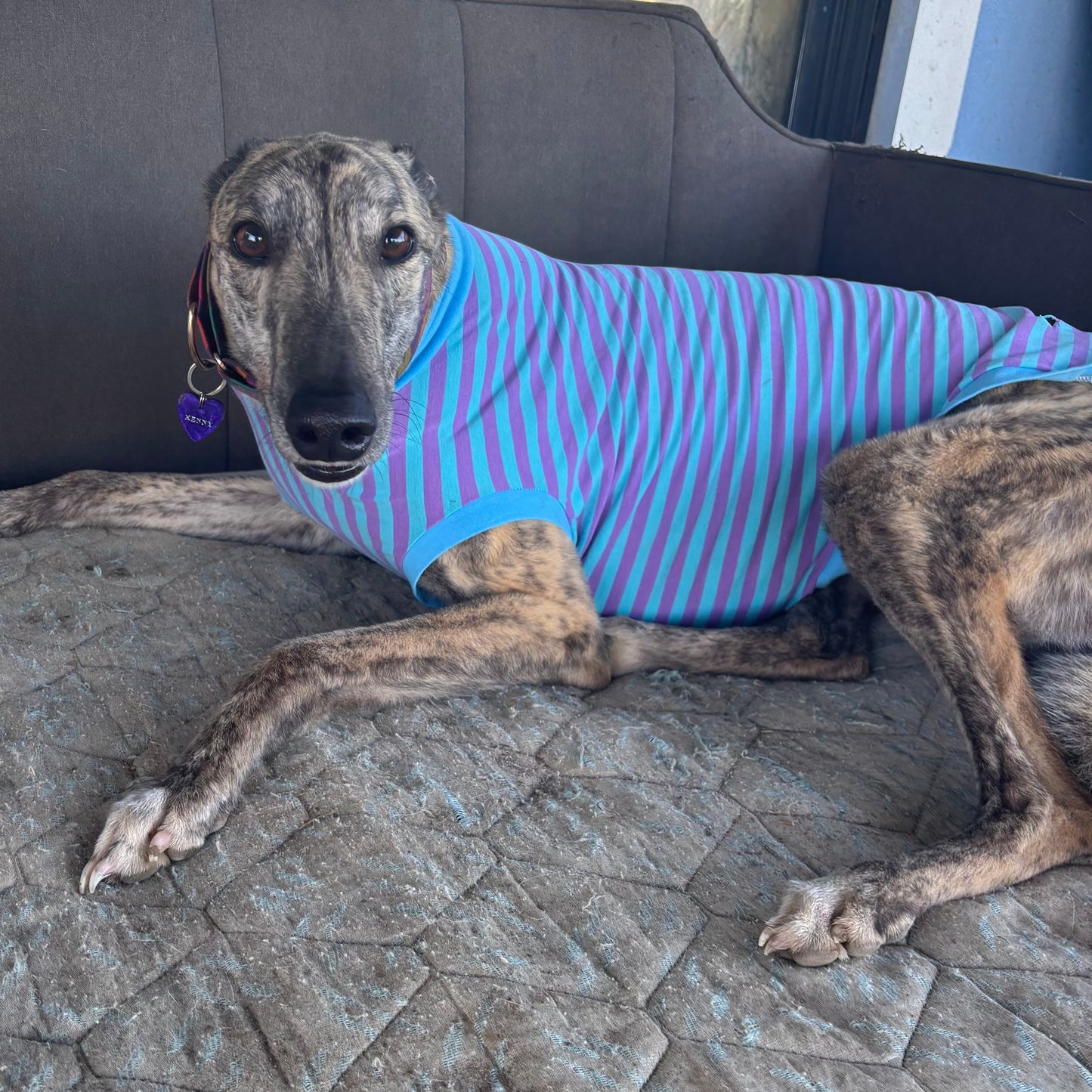 Greyhound CUSTOM pjs