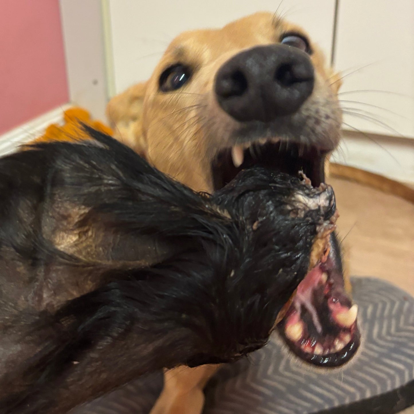 I can’t ‘EAR you!