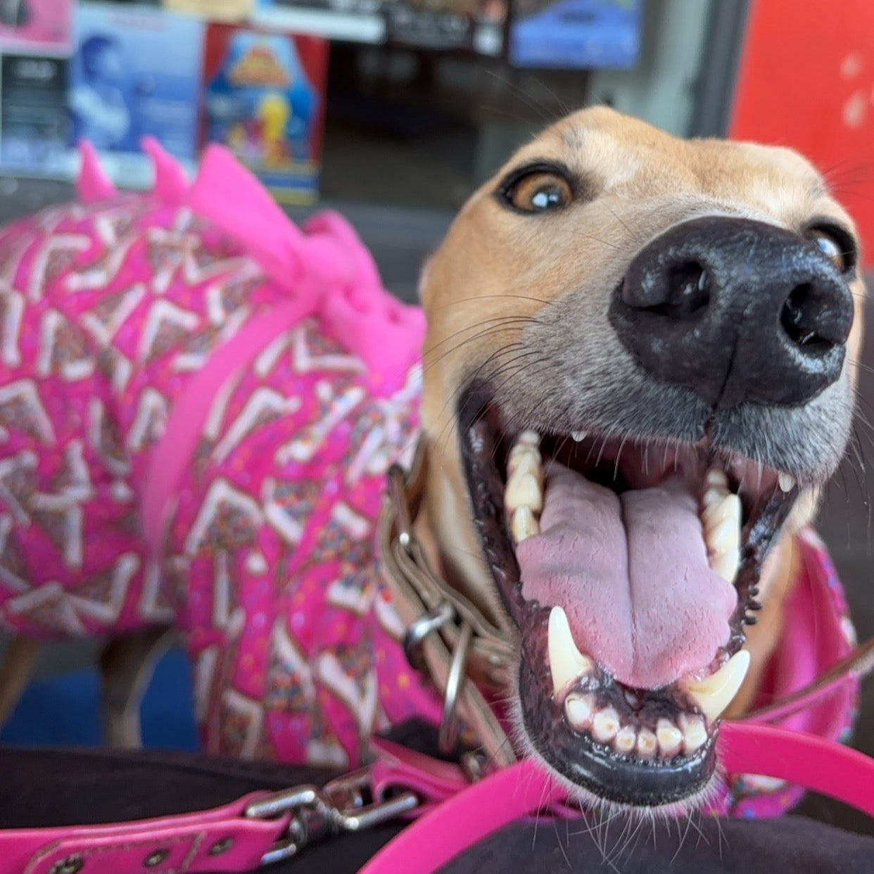 Greyhound CUSTOM coat