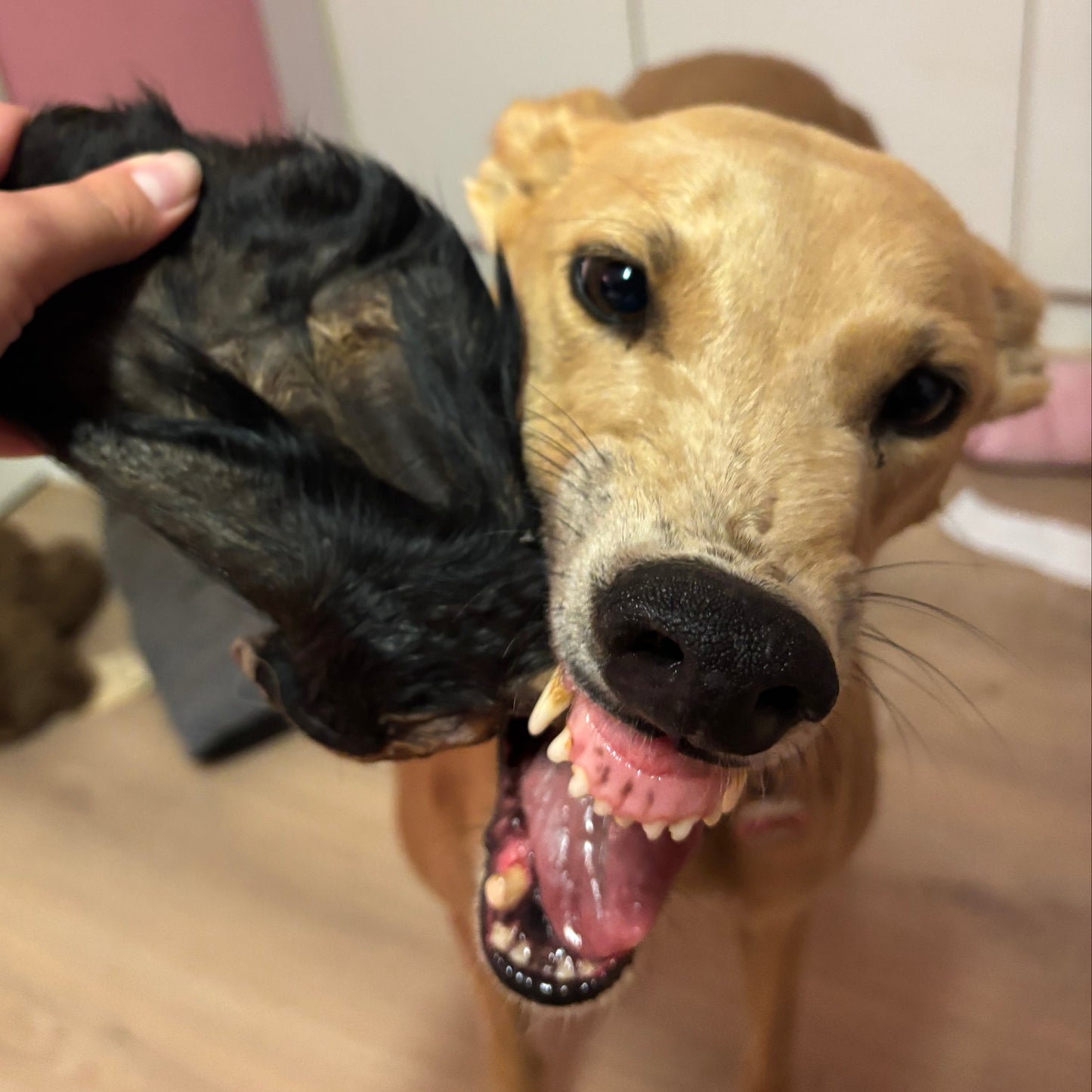 I can’t ‘EAR you!