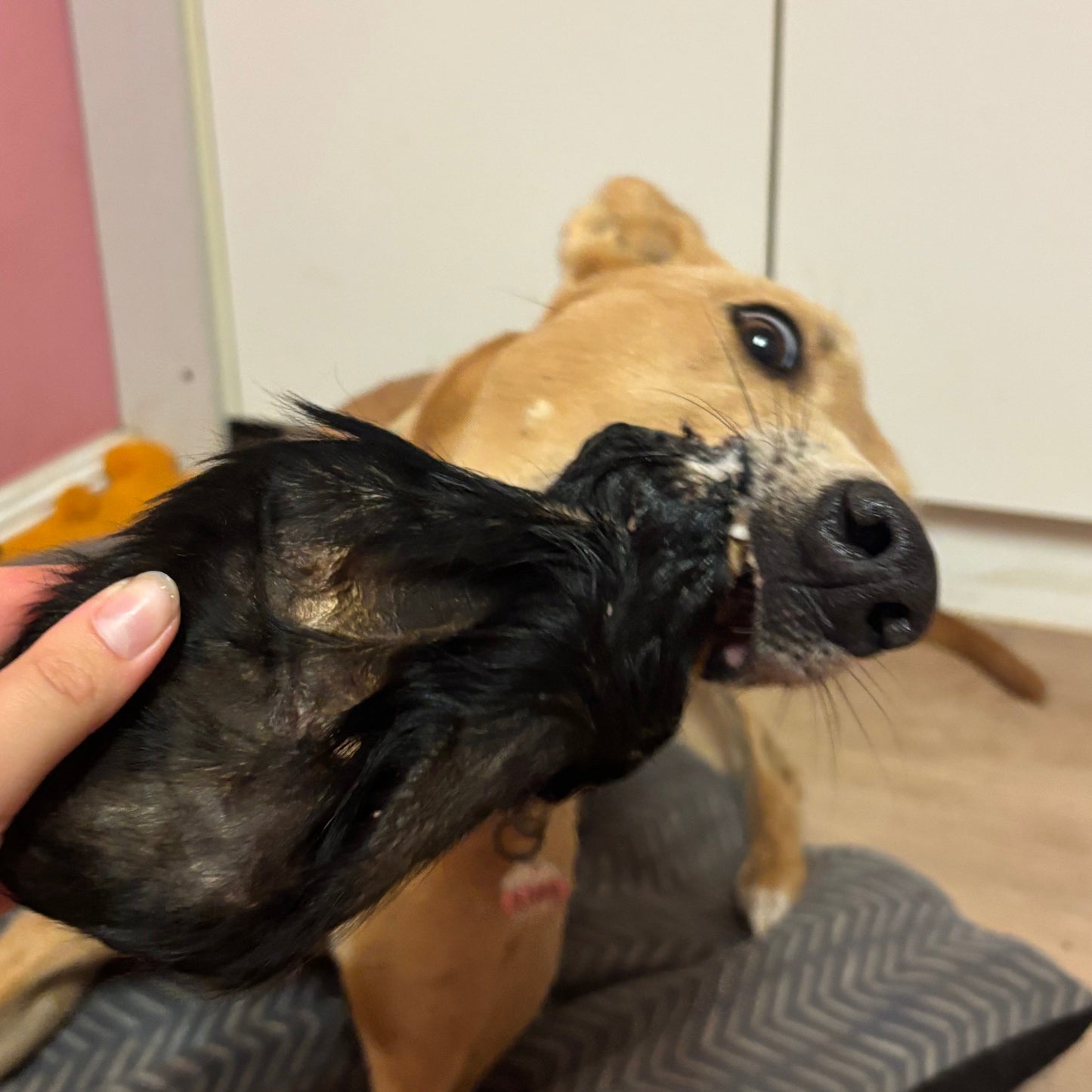 I can’t ‘EAR you!