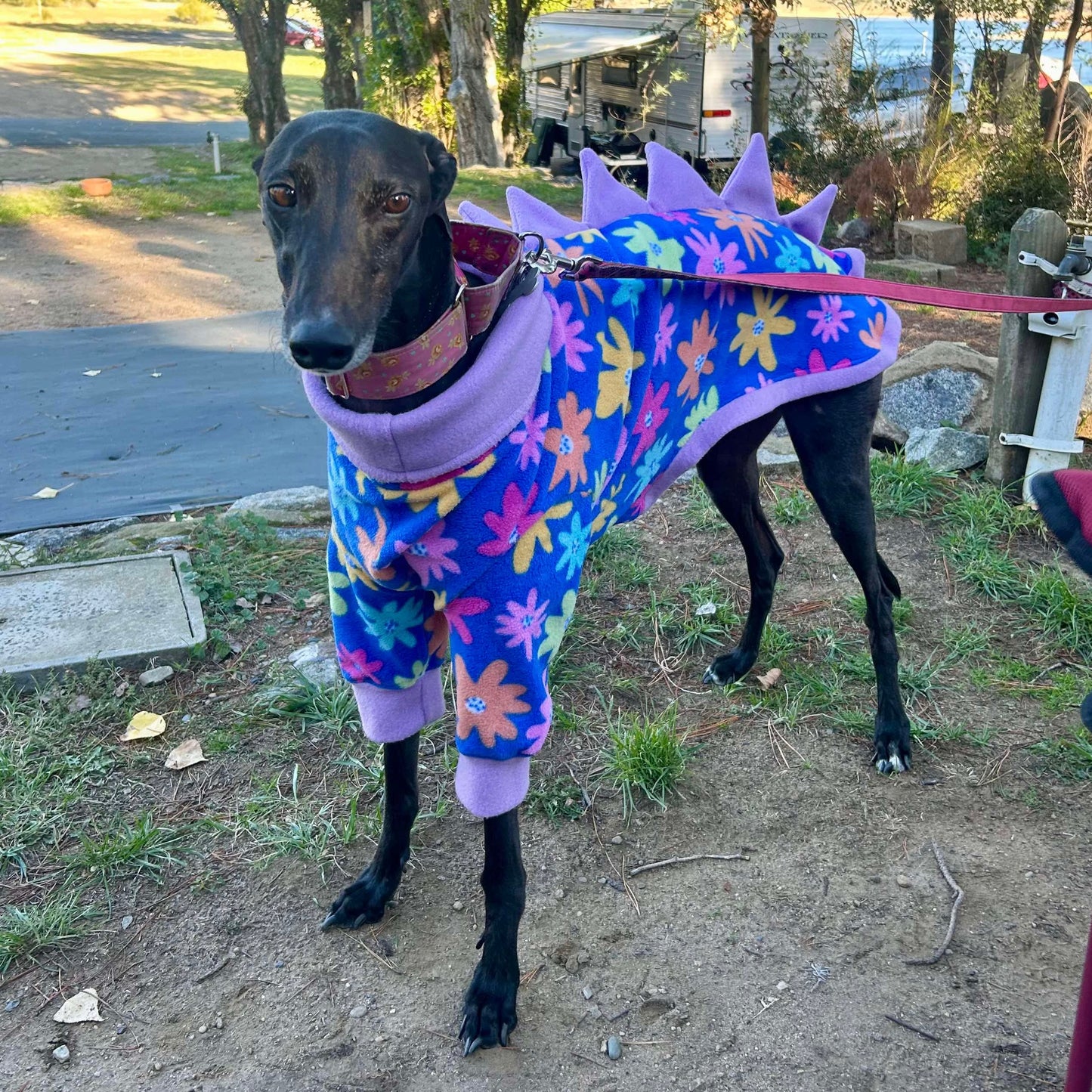 Greyhound CUSTOM pjs